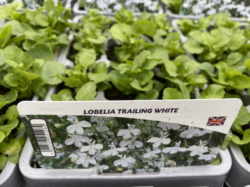Lobelia Trailing White 12 Pack x 2 (24 Plants)