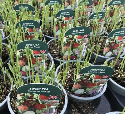 Sweet Pea Spencer Mixed 9cm Pots British Grown Multiple Plants Per Pot x 3