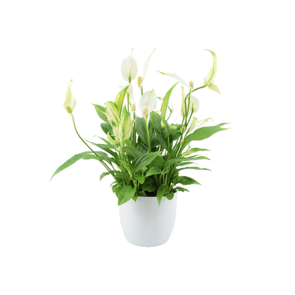Spathiphyllum Peace Lily In White Ceramic Pot Gift