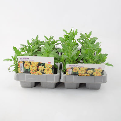 Verbena Peaches & Cream 6 Pack x 2 (12 Plants)