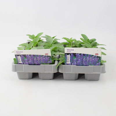 Salvia Rhea 6 Pack (12 Plants) x 2