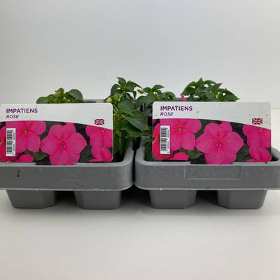 Impatiens Rose 6 Pack x 2 (12 Plants)