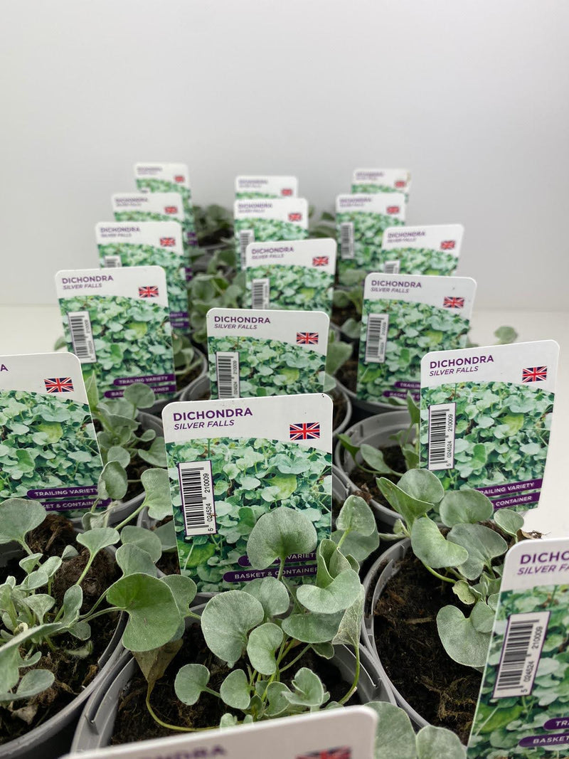 Dichondra Silver Falls 9cm In Recyclable Pots x 3 Plants