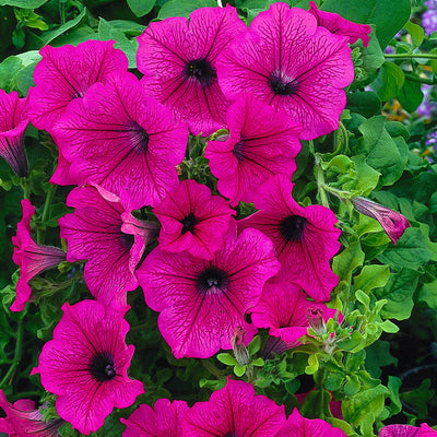 Petunia Surfinia Hot Pink 9cm In Recyclable Pots x 3 Plants