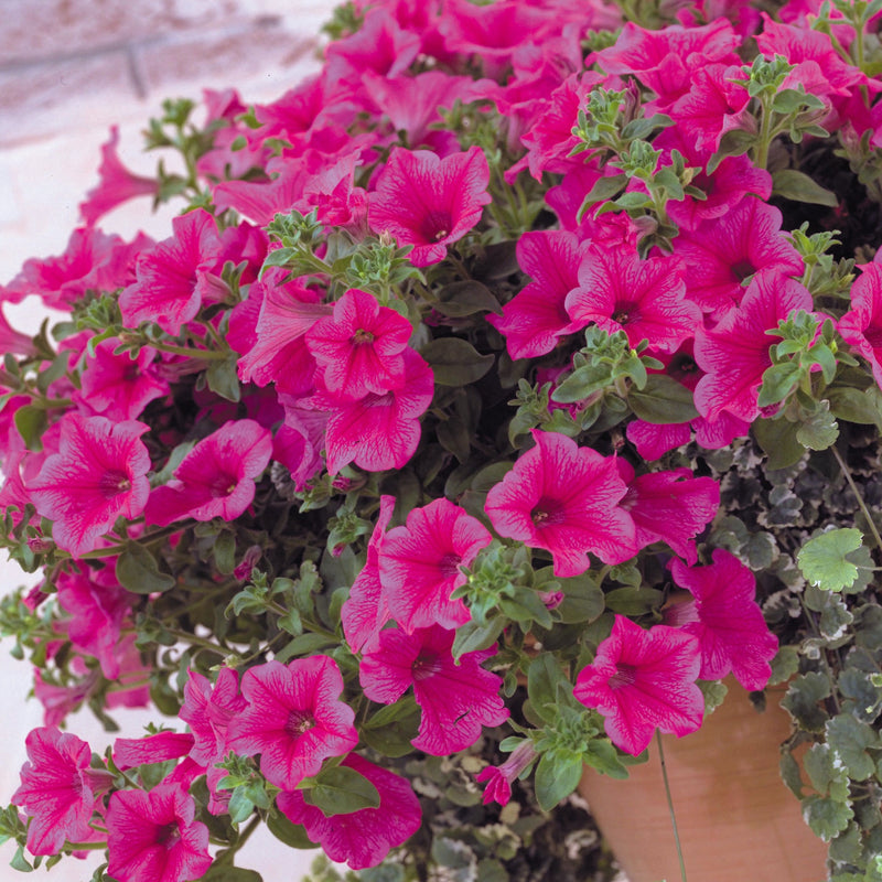 Petunia Surfinia Hot Pink 9cm In Recyclable Pots x 3 Plants