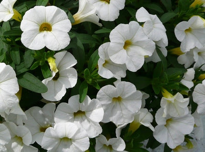 Calibrachoa White 9cm In Recyclable Pots x 3 Plants