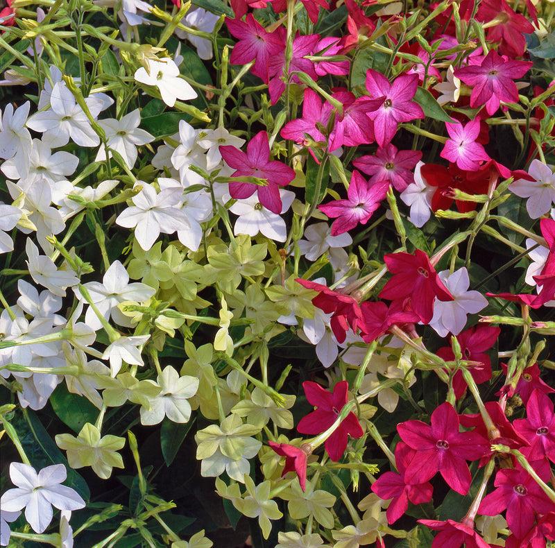 Nicotiana Mixed 12 Plants 2 x 6 pack