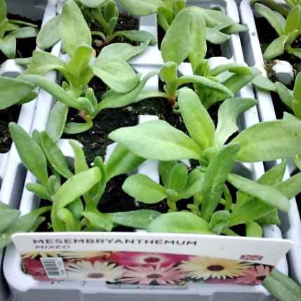 Mesembryanthemum Mixed 6 Pack x 2 (12 Plants)