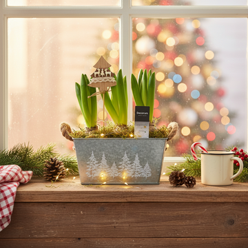 Hyacinth Flowers — Hyacinth Gifts & Care Guide