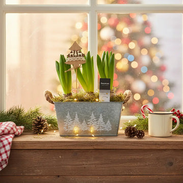 Hyacinth Flowers — Hyacinth Gifts & Care Guide Plants By Post