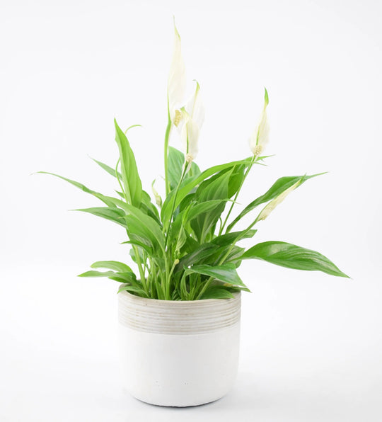 Plant Wedding Gifts: A Unique and Everlasting Expression of Love