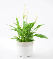 Plant Wedding Gifts: A Unique and Everlasting Expression of Love