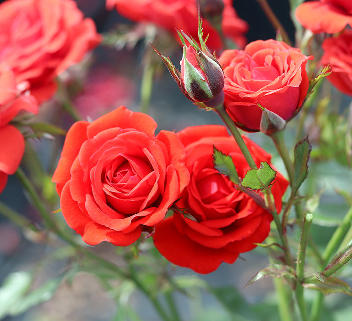 Anniversary Plant Gifts - Plants By Post