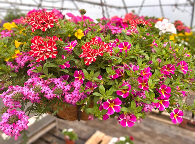 Dr. Green Fingers: Why Now is the Perfect Time to Invest in Hanging Baskets