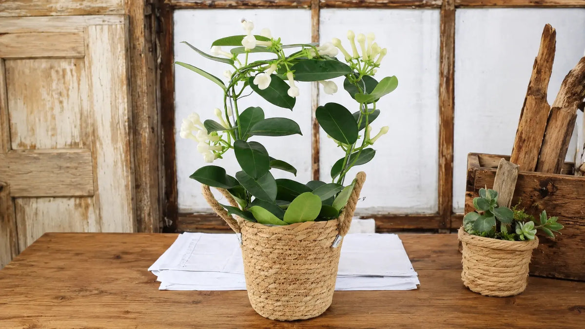 Jasmine Hoop - Plants By Post