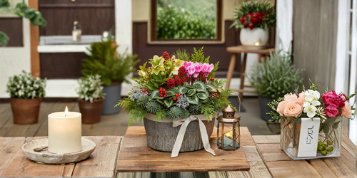 Christmas Planters, Pots & Arrangements - Plants By Post