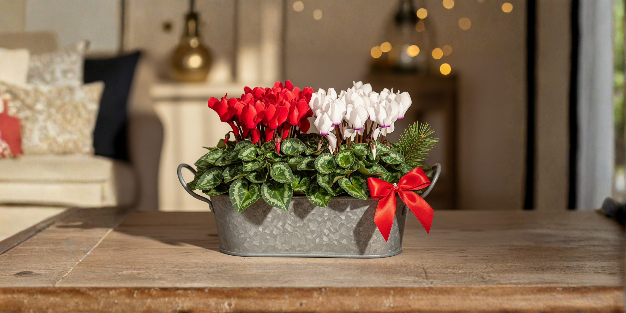 christmas cyclamen in a pot - plants by post