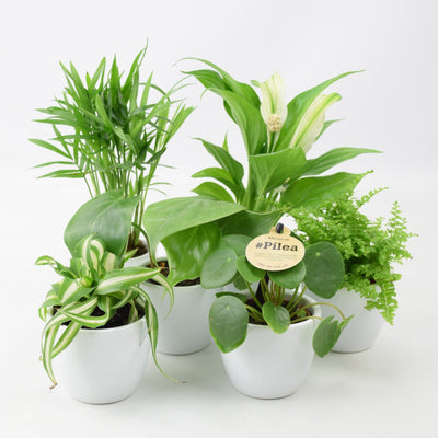 Congratulations plants gifts with Plants By Post