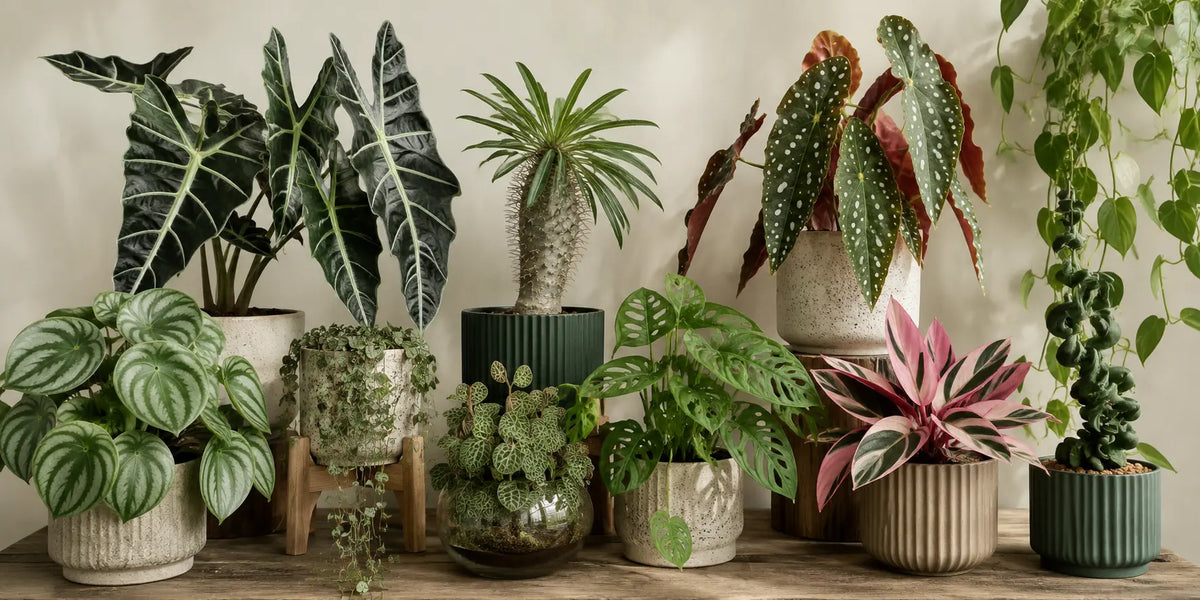 Rare-Unusual Plants By Post