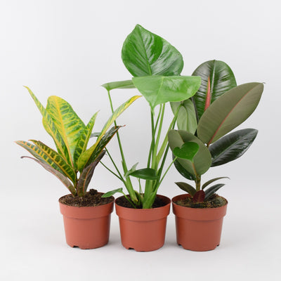 houseplant collection at plants by post