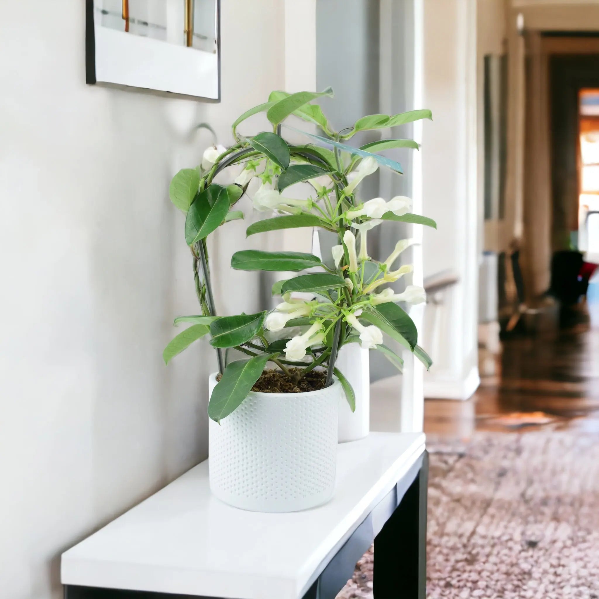 Sympathy Plants & Thinking of You Plant Gifts - Plants By Post