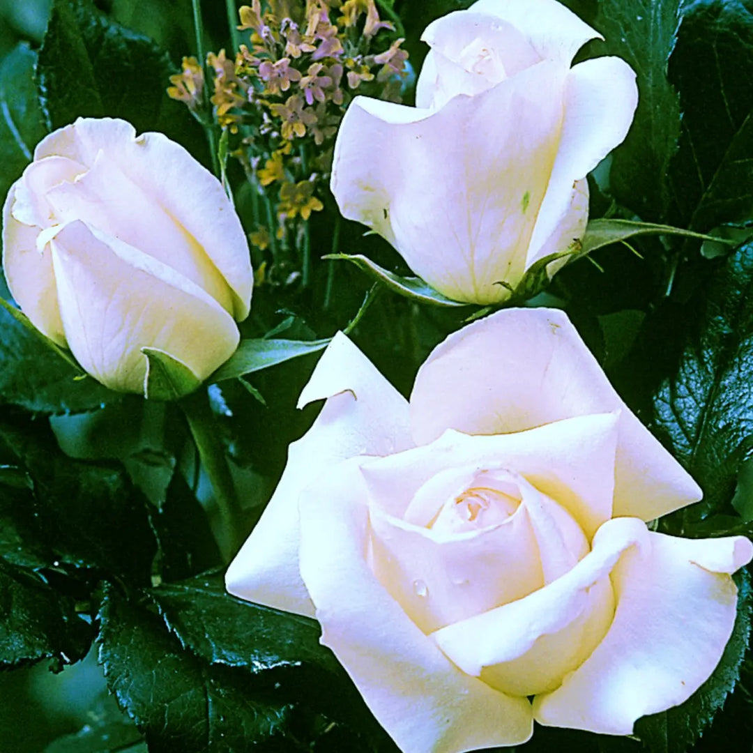 Rose Plant Gifts - Plants By Post