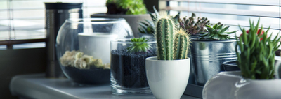 Succulent & Cactus Plants Delivered UK