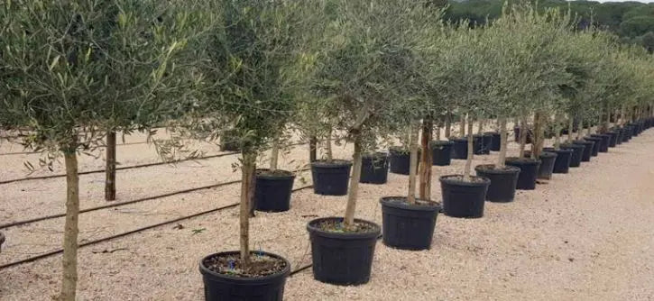Trees for Small Gardens Delivered To your Door | Plants By Post