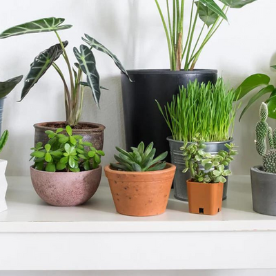House Plant Gifts
