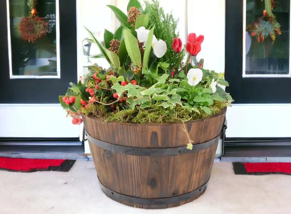 festive planter at plants by post