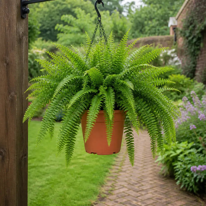 Nephrolepis Hanging Basket Boston Fern 19cm Pot – Easy Care Pet Friendly Indoor Houseplant Plants By Post