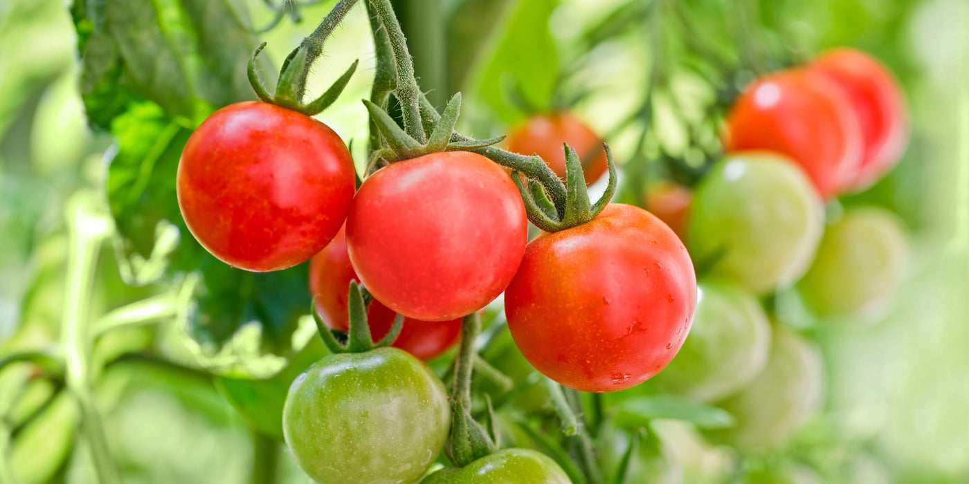 tomato plants at Plants By Post