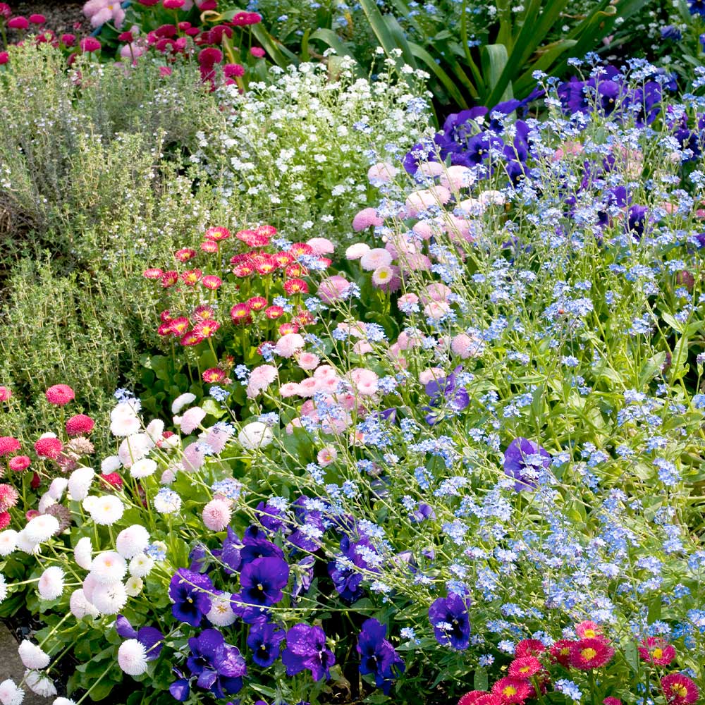 Pack Bedding Plants - Plants By Post
