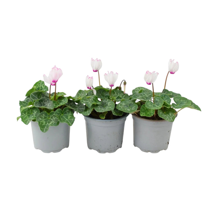Cyclamen Victoria 9cm Potted Plants x 3 | Autumn Flowering Plants plants by post