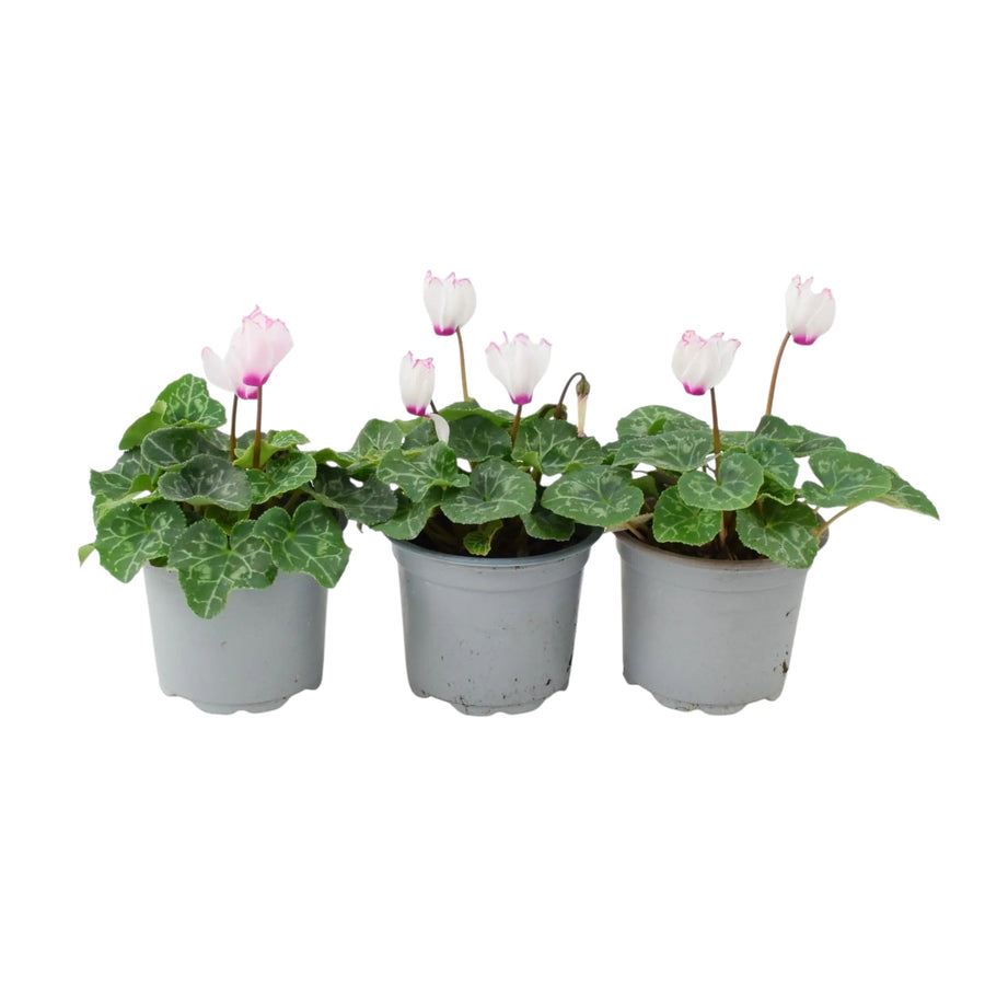 Cyclamen Victoria 9cm Potted Plants x 3 | Autumn Flowering Plants plants by post