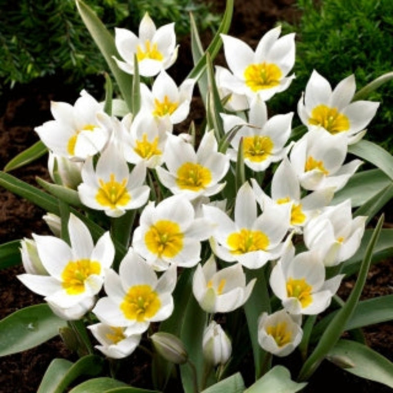 Botanical Tulip 'Polychrome' (10 bulbs) Plants By Post
