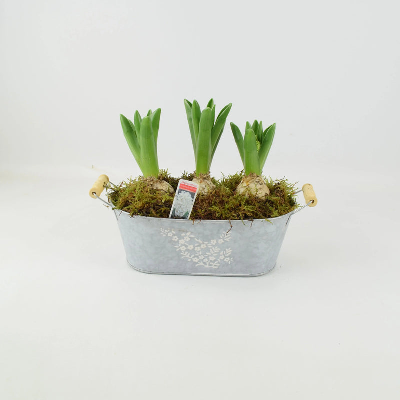 Spring Hyacinth Planted Trough x 3