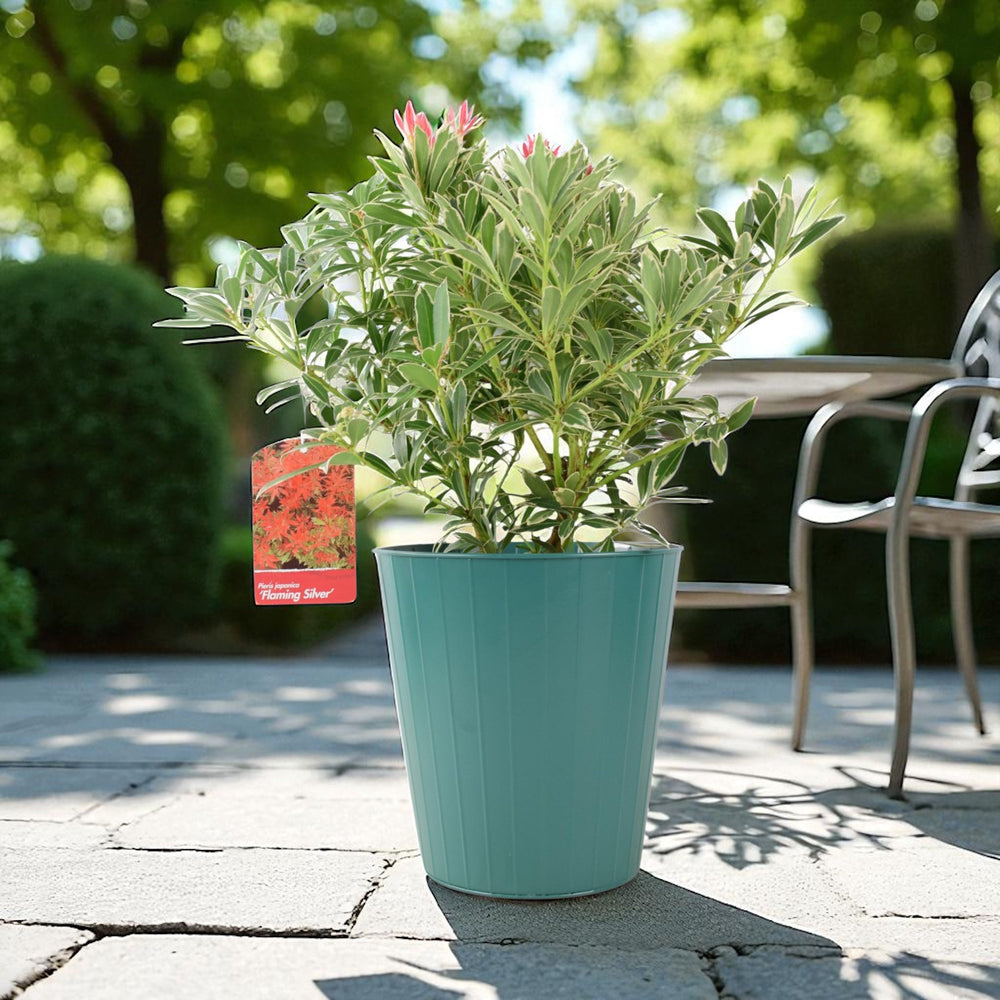 Pieris ‘Flaming Silver’ – Evergreen Shrub in 5L Pot, Colourful Foliage & Spring Flowers Plants By Post