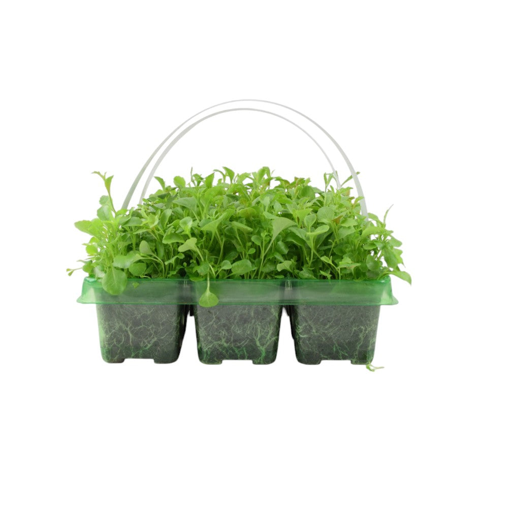 Lobelia Bush Mixed 6 Pack x 2 - 12 Plants Vibrant Colour Ready to Plant plants by post