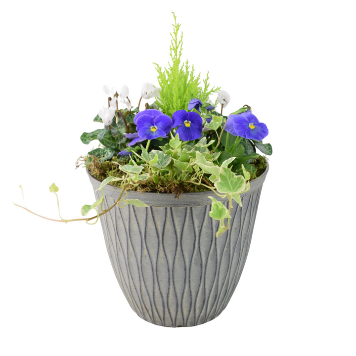 Vibrant Seasonal Outdoor Container – Hot Colours or Ocean Plants By Post
