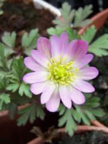 Anemone 'blanda charmer' (20 Corms) Plants By Post