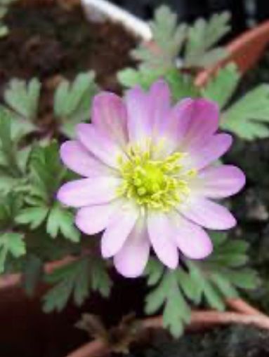 Anemone 'blanda charmer' (20 Corms) Plants By Post
