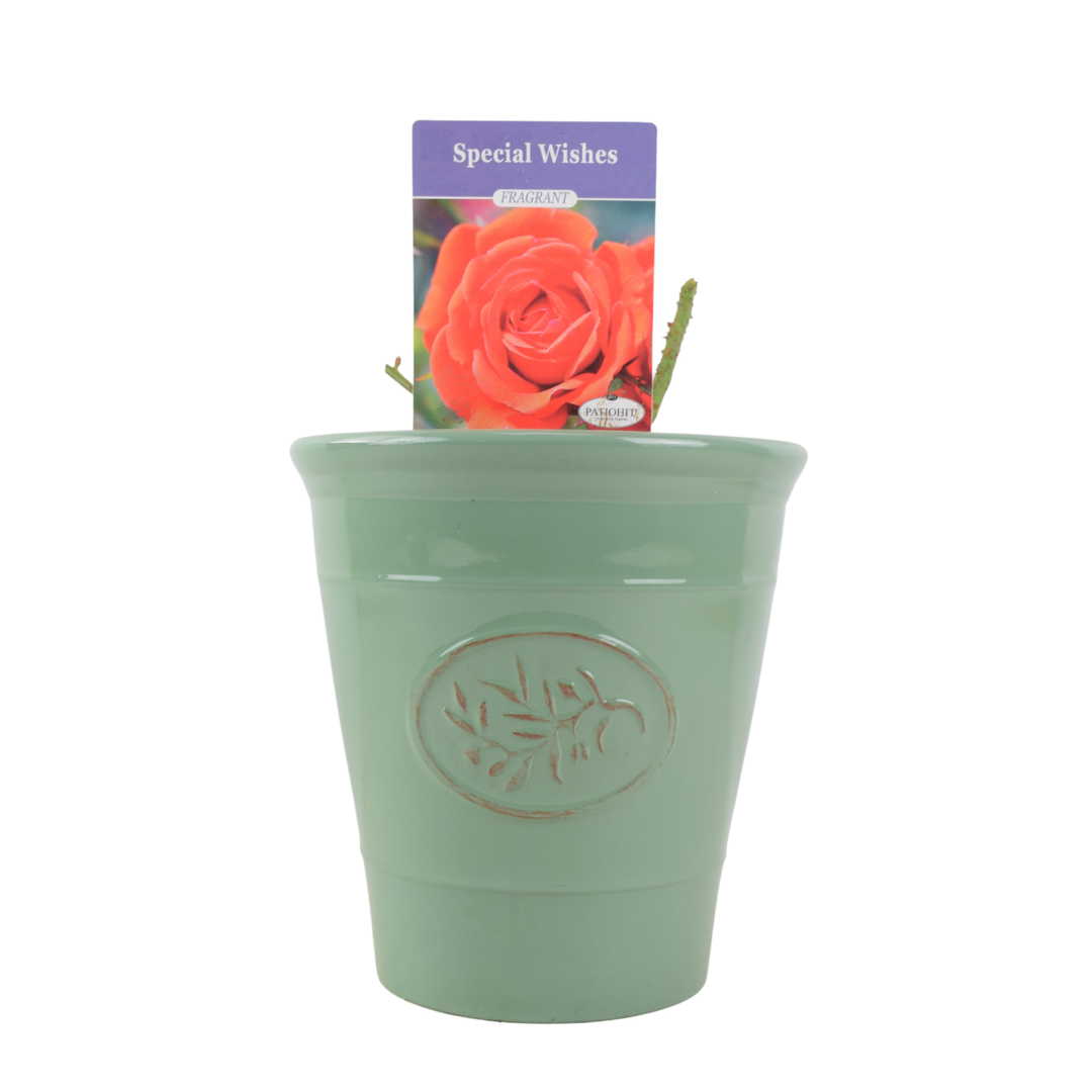 Special Wishes Plants By Post