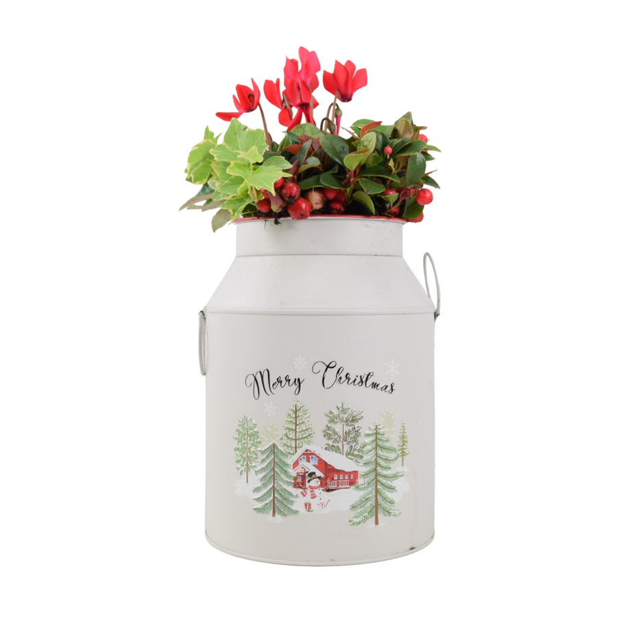 Christmas Milk Churn Planter – Festive Floral Display in Decorative Metal Pot Plants By Post