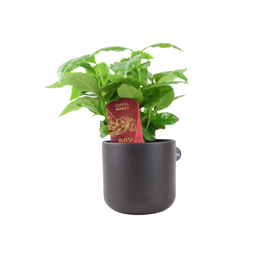 Coffee Arabica – Indoor Coffee Plant for Home & Office (12cm Pot) Plants By Post