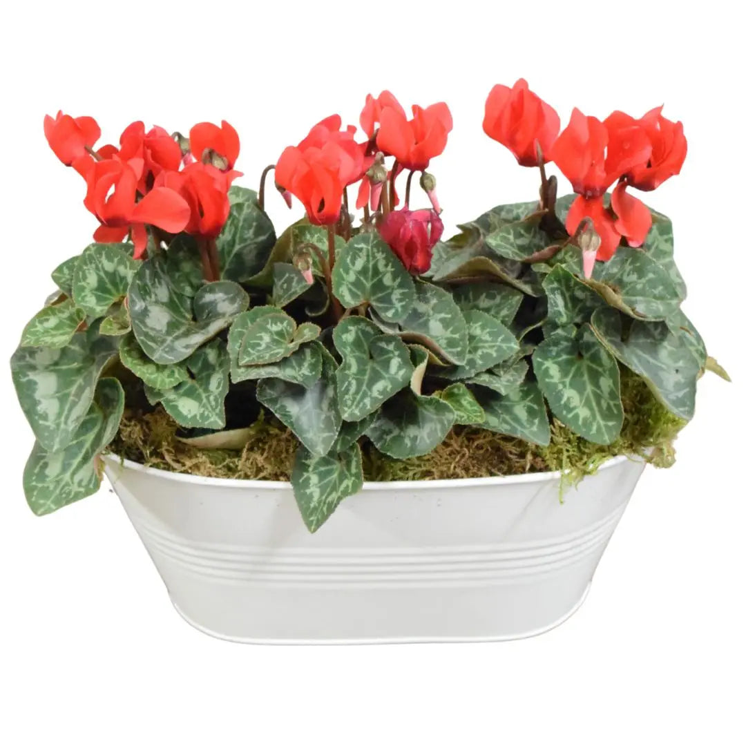 White Metal Trough with Mixed Seasonal Plants – Moss Finish Garden Planter Plants By Post