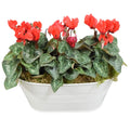 White Metal Trough with Mixed Seasonal Plants – Moss Finish Garden Planter Plants By Post