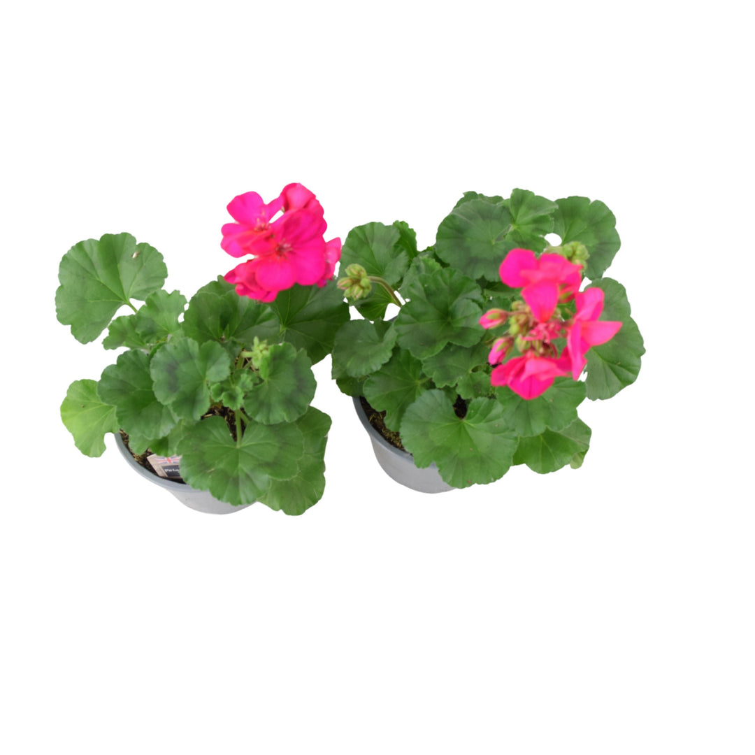 Zonal Geranium Upright Mixed Colours – Set of 2 x 1L Potted Plants Plants By Post