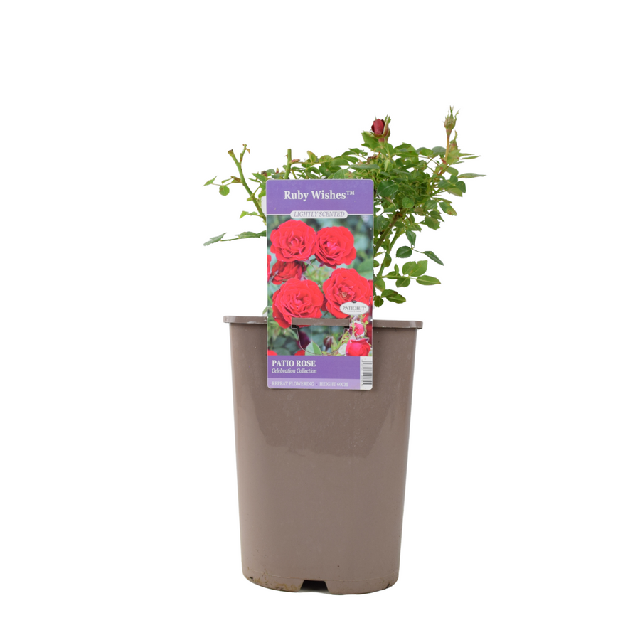 Ruby Wishes Rose (Bush) – 5.5L Pot – Compact Patio Rose with Rich Red Blooms Plants By Post