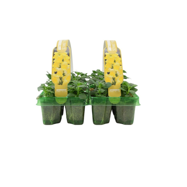 Antirrhinum Yellow 6 Pack x 2 - 12 Plants Sunny Snapdragon Bedding plants by post